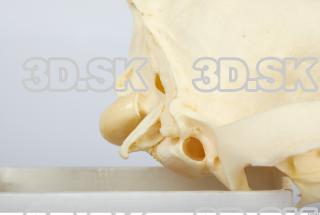 Skull Dog 0038